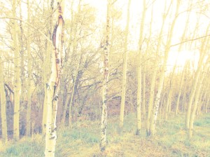 Artsy Photo of trees because we're from BC