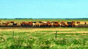 Cows in Manitoba