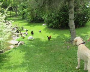 Dexter and the chicken