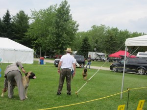 Dog Show Pics kingston 137