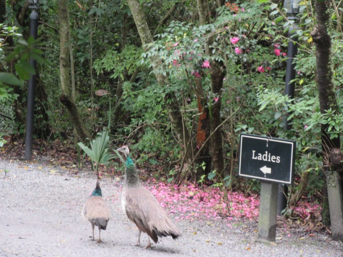 Charleston and Magnolia Plantation tour 114