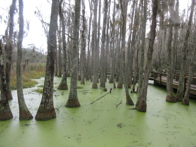 Charleston and Magnolia Plantation tour 151