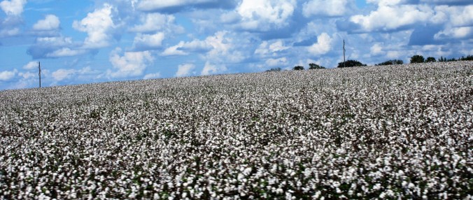 Cotton fields