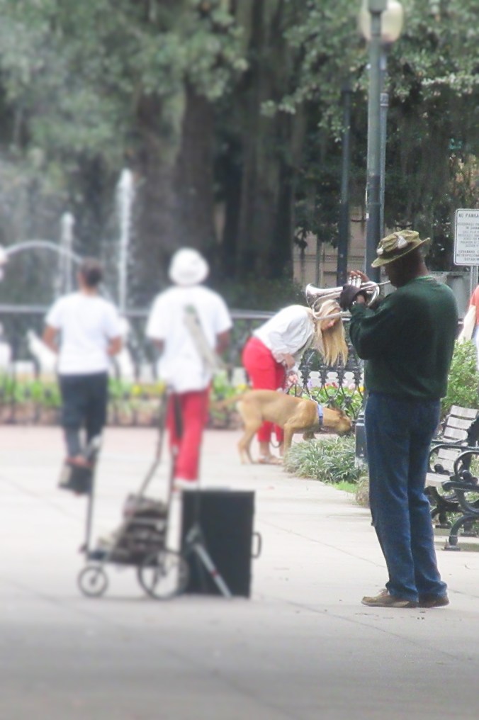 Lone trumpet savannah