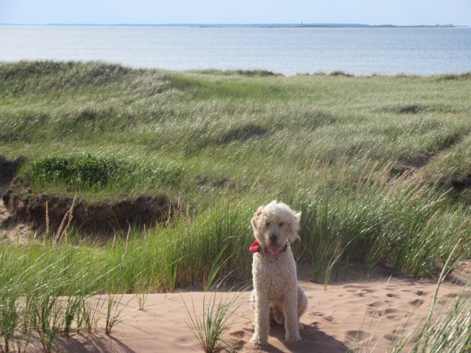 Twin shores campground PEI 111